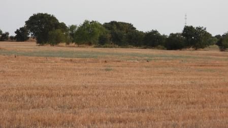 Reto visual: ¿Sabes ver dónde están las 8 perdices?