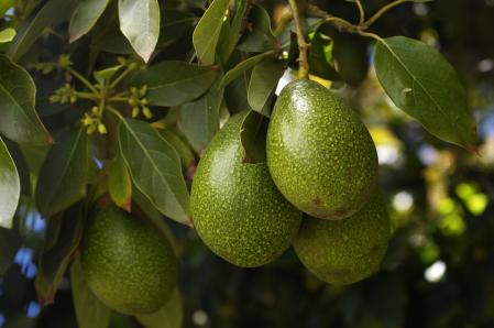 El árbol de aguacate o también conocido como palta