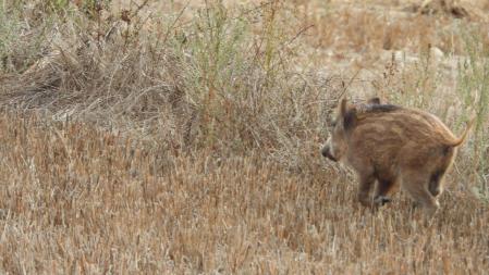 El pequeño jabalí.