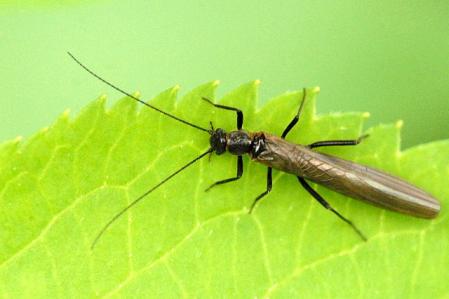 Leuctra bidula, la mosca de las piedras, se encuentra amenazada tras el incendio