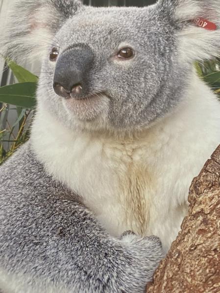 Balmoral, uno de los koalas supervivientes de los incendios adoptados en Nueva Gales del sur