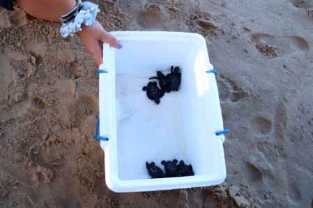 Las tortugas justo antes de ser liberadas.