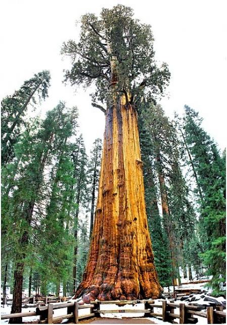 Secuoya gigante (Sequoiadendron giganteum) conocida como General Sherman .