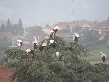 Cigüeñas en Olot.
