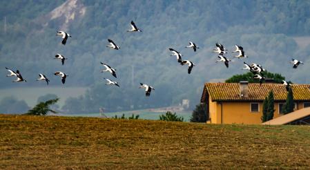 Migración de las cigüeñas a su paso por Vic.