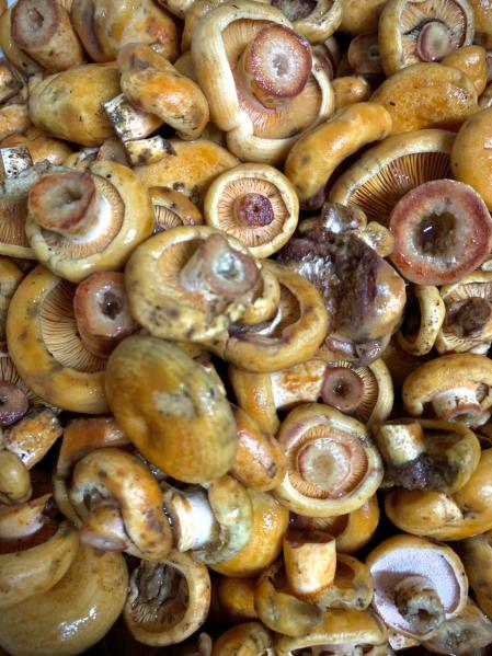 Llega el otoño de las setas.