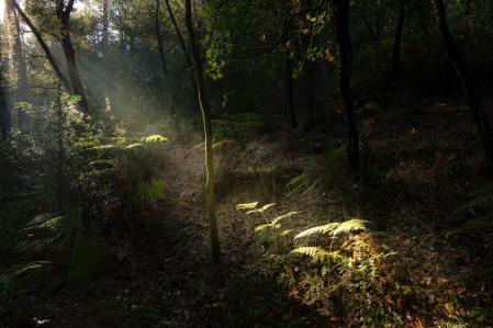 En busca de las primeras setas de la temporada en Ripoll.