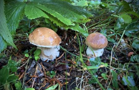 En busca de las primeras setas de la temporada en Ripoll.