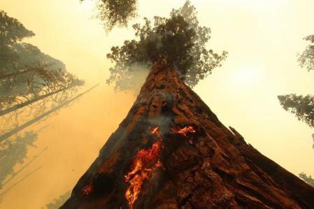 Las secuoyas gigantes pueden resistir los incendios de baja intensidad pero corren peligro si las llamas se extienden y las temperaturas son muy altas  .