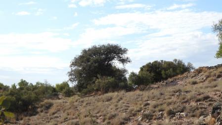 Reto visual: ¿Puedes encontrar al mochuelo en menos de un minuto?