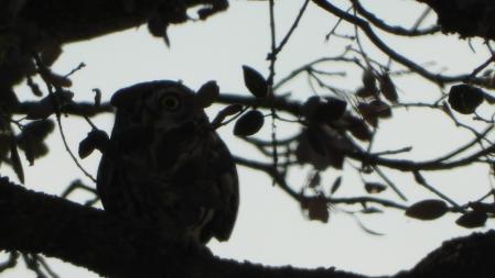 Detalle del mochuelo.