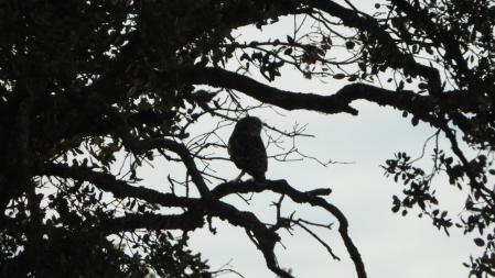 Detalle del mochuelo.