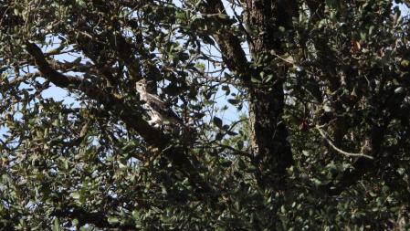 Detalle del mochuelo.