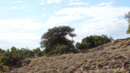 La solución al Reto visual del mochuelo.