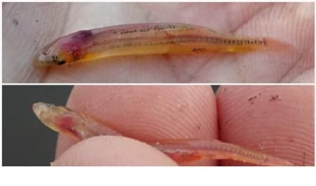 Ejemplares de pez vampiro de la especie 'Paracanthopoma parva'