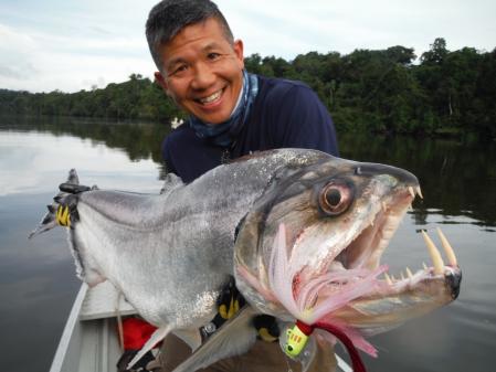 Ejemplar de pez vampiro o pez diablo de la especie 'Hydrolicus armatus'  .