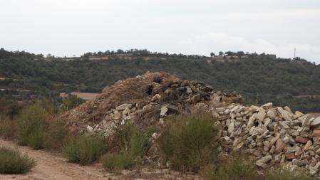 Reto visual: ¿Dónde está la pareja de pájaros?