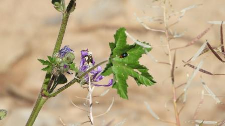 Ayuda para superar el Reto visual: detalle de la mariposa y de alguno de los insectos.