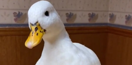 Este pato gana más de 40.000 euros al año gracias a sus vídeos virales