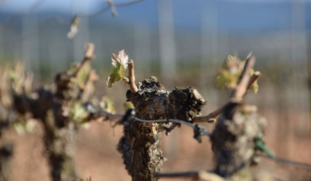 DO Manchuela. Altolandon