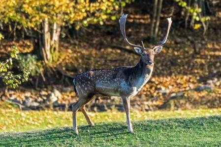Ejemplar de gamo macho en el paisaje de la Alta Garrotxa.