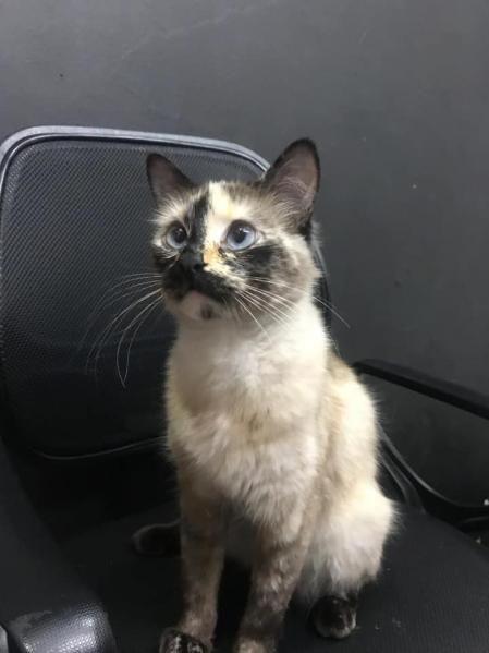 Gatúbela, el gato que le salvó la vida al pequeño bebé de un año