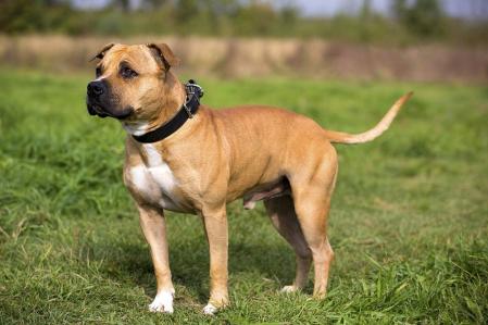 Staffordshire bull terrier