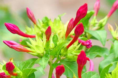 La planta del dondiego de noche.