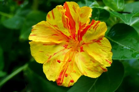 El dondiego de noche.