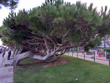 Pinos inclinados de Blanes.