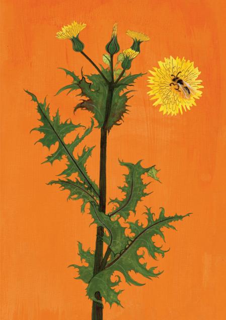 Cerraja (Sonchus oleraceus)