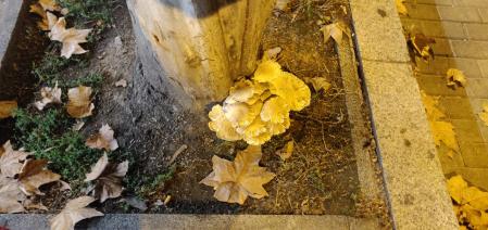 Setas en la Avinguda Icària de Barcelona.