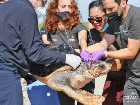 Personal del CRAM durante la liberación de las tortugas