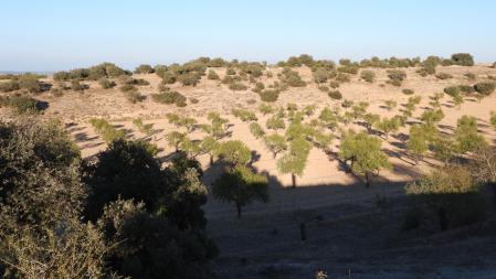 Paisaje de secano en torno al pueblo fantasma de Conill.