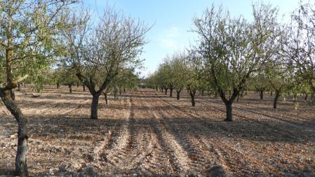 Tierra seca entre los cultivos de los árboles en la llanura de Tàrrega.