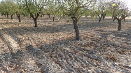 Tierra seca entre los cultivos de los árboles en la llanura de Tàrrega.