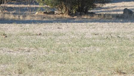 Reto visual: ¿Puedes localizar a las seis perdices?