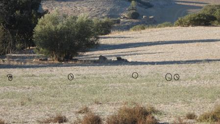Aquí puedes ver dónde están las perdices.