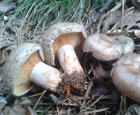 'Lactarius queticolor'