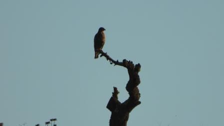 Foto de detalle del águila.