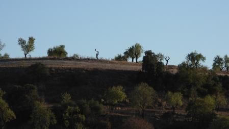 Foto de detalle del águila.