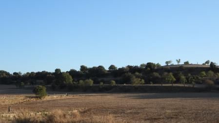 Reto visual: ¿Dónde está el águila?