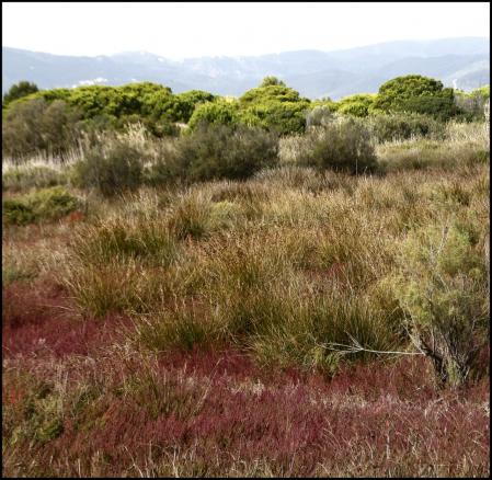 El Remolar-Filipinas.