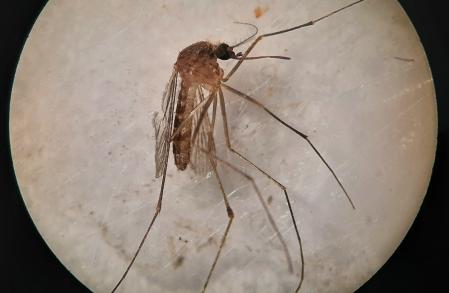 Ejemplar de 'Culex pipiens', una de las especies de mosquitos que puede transmitr el virus del Nilo occidental a humanos .