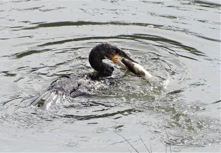 Cormorán pescando a su presa en la desembocadura del Foix en Cubelles.