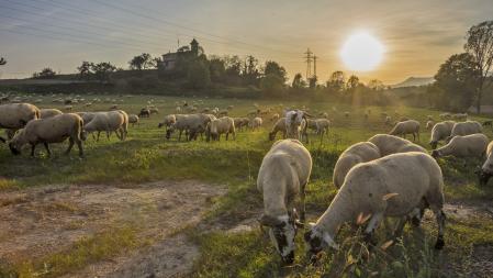 El rebaño finaliza su jornada en los campos de Manlleu.