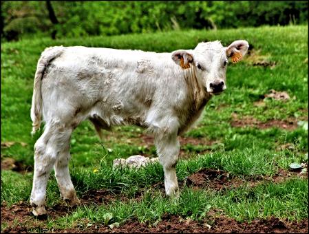 Terneros blancos