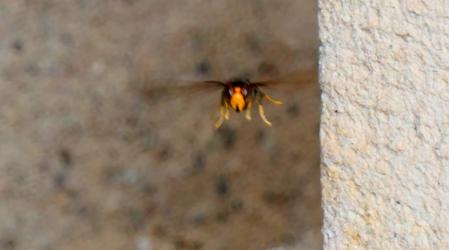 Avispa asiática retratada en pleno vuelo.