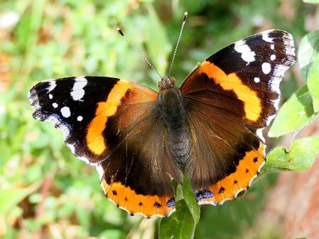 La belleza del Almirante rojo.