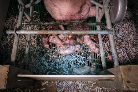 Cerdos Greenpeace macrogranja Granada